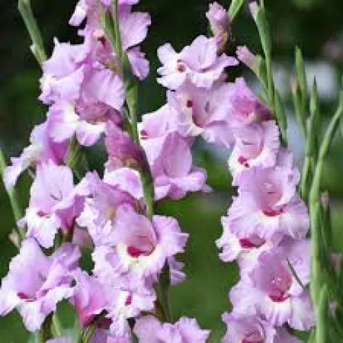 Gladiolus Zamora 
